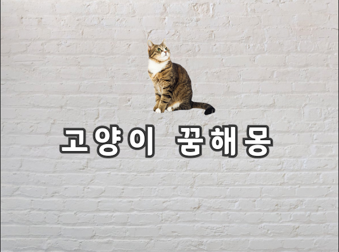  고양이 꿈해몽 고양이 꿈을 꿨다면 꼭 보고 가야할 정보