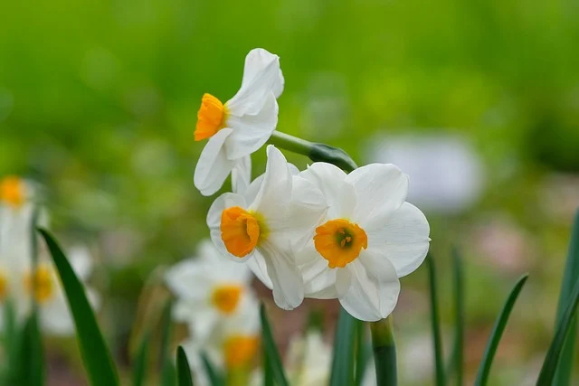 수선화-하얀-노란-식물-정원-봄
