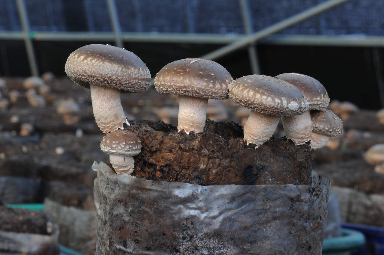 표고버섯 재배방법