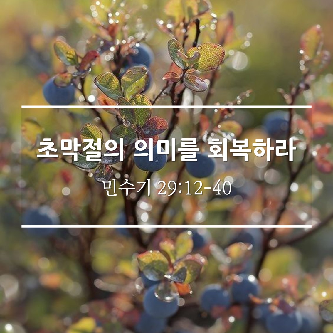  초막절의 의미를 회복하라 /  민 29:12-40