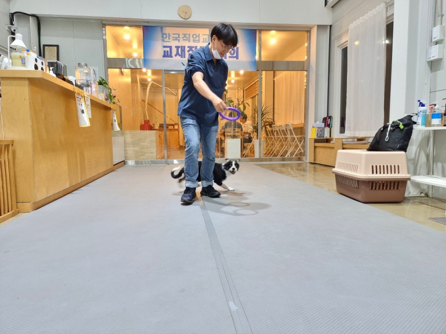 똑똑한 개 종류 머리 좋은 개 보더콜리 지능 18