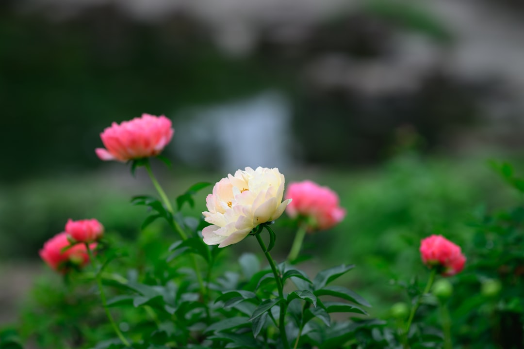 Paeonia