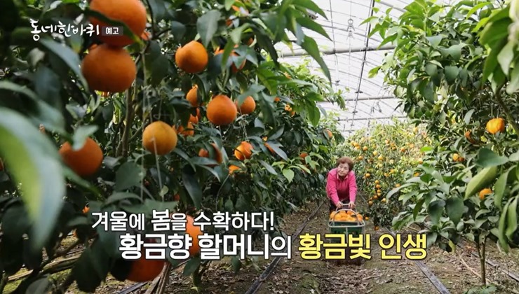 황금향-따는-할머니