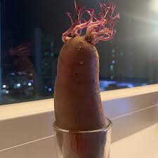 고구마 싹 난거 먹어도 되나요? 고구마 싹 난거 먹어도 되나요?