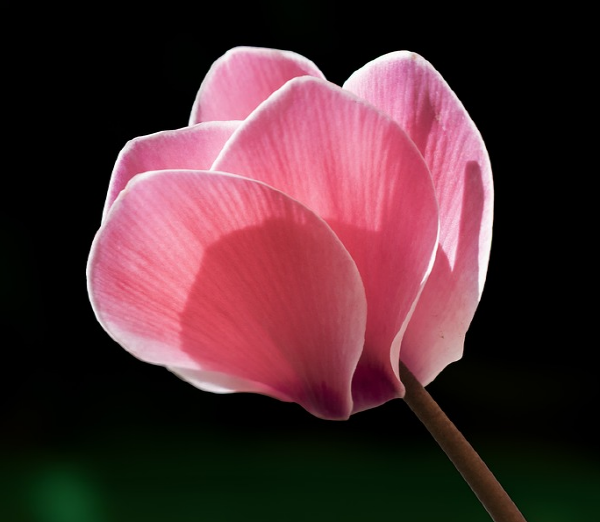  시클라멘 (cyclamen) 정보와 꽃말