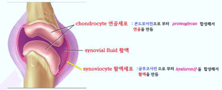 콘드로이친 효능