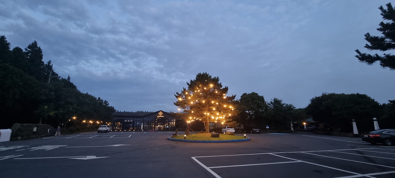 불 밝힌 주차장 중앙나무