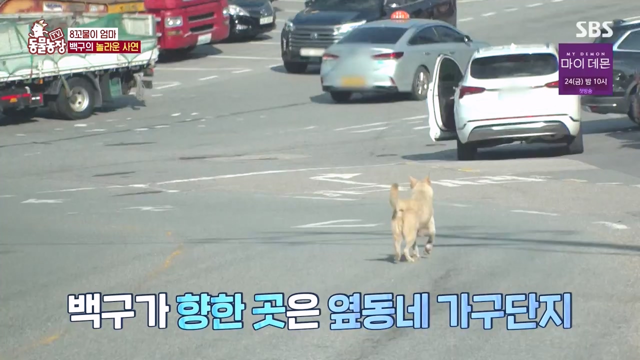 TV 동물농장.E1144.231106p-NEXT.mp4_20231105_175958.085.jpg