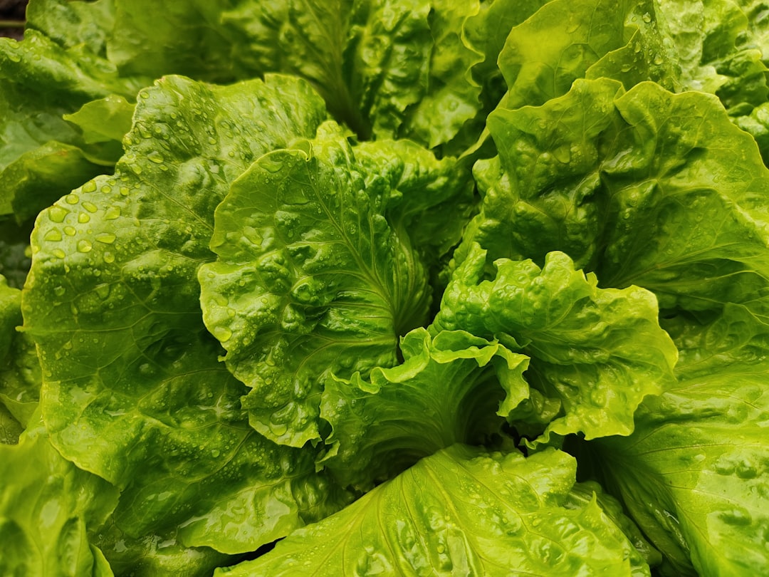 Romaine