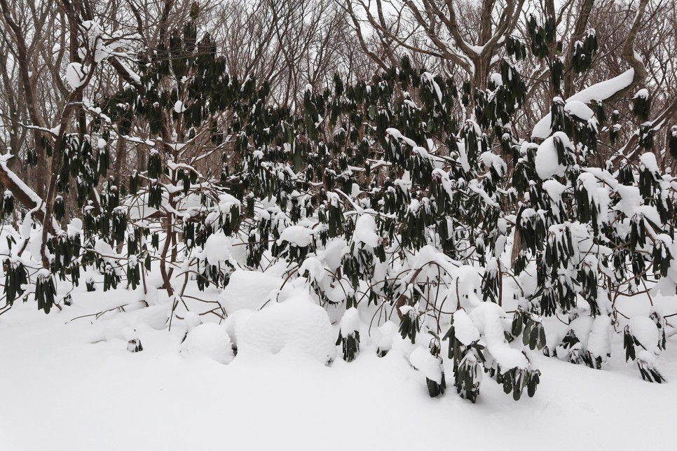 눈쌓인 겨울산 이미지 18