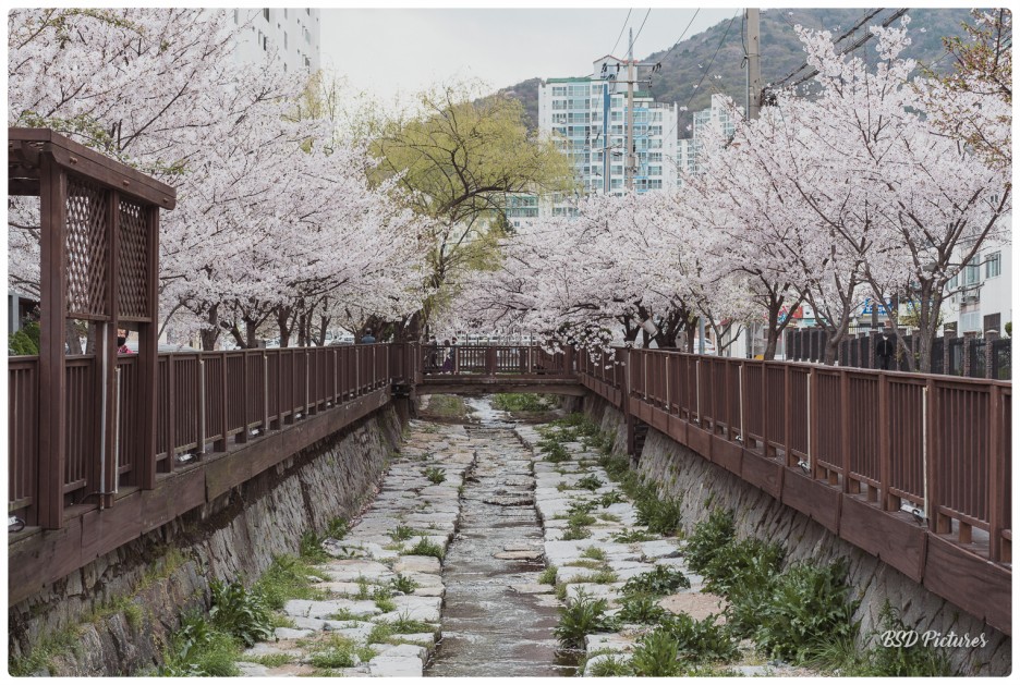  창원 숨은 벚꽃명소 마산 문화동 연애다리