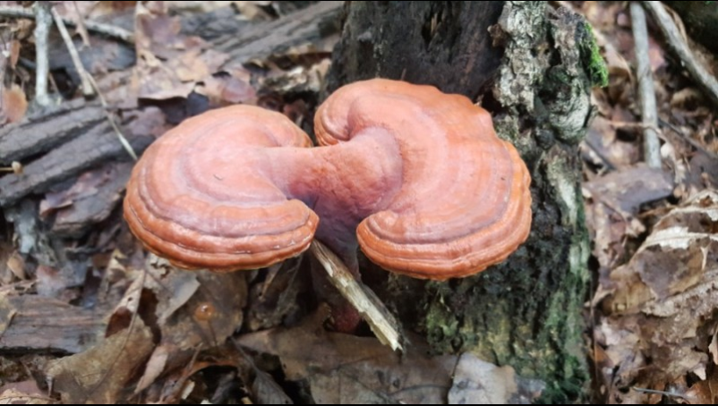 영지버섯 효능 및 부작용 15