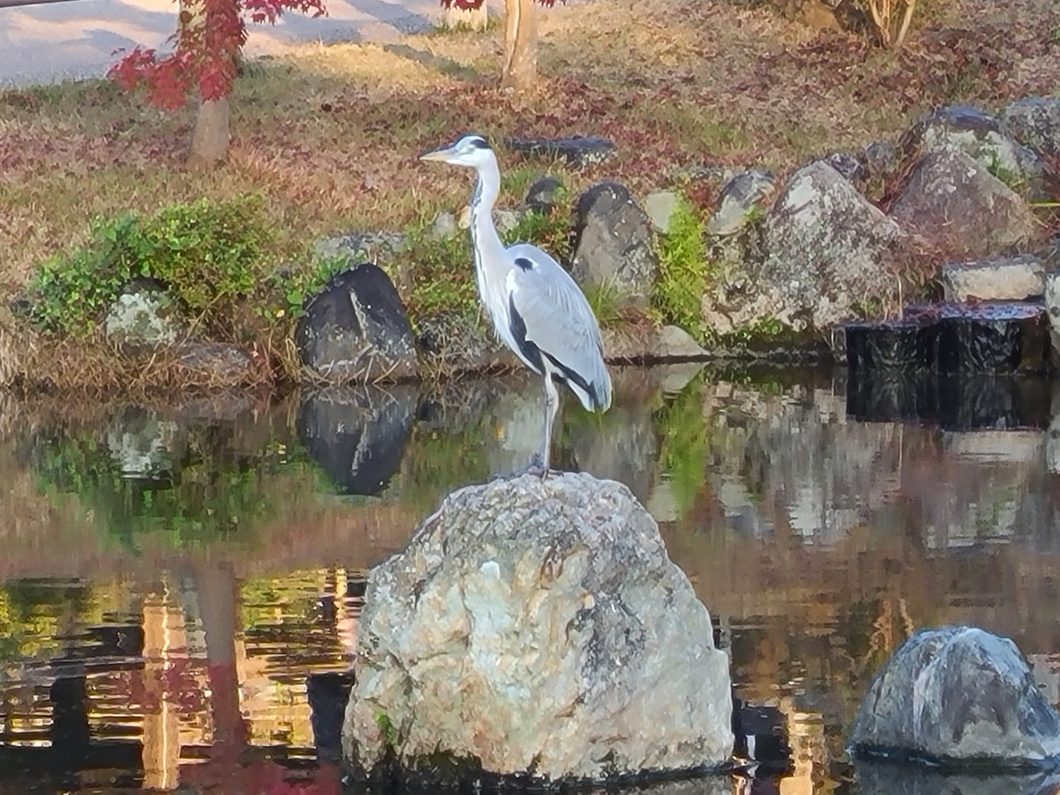 마루야마 공원 호수 위에 있는 새