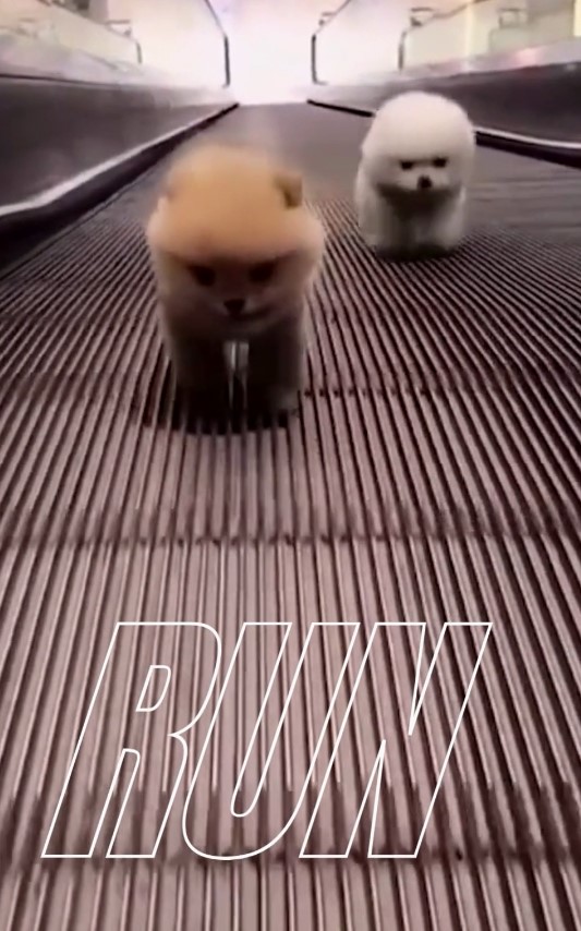  [짤] 누렁이 vs 흰둥이 승자는?!