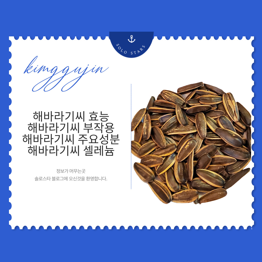 해바라기씨 사진