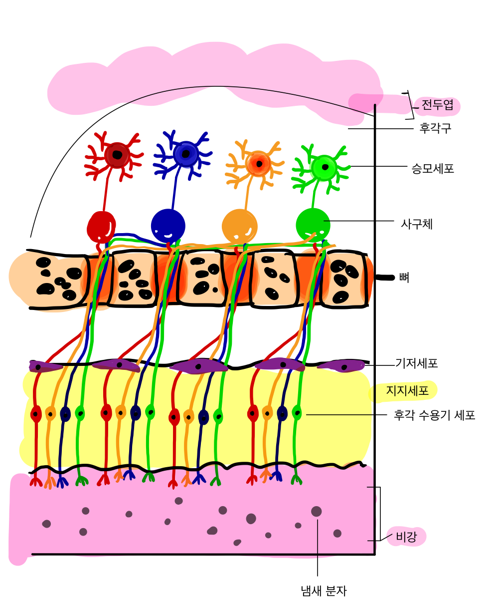  후각