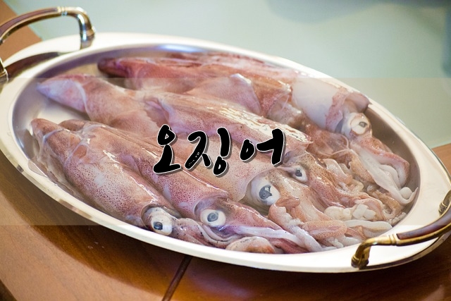  오징어의 영양, 효능, 고르는 방법 등
