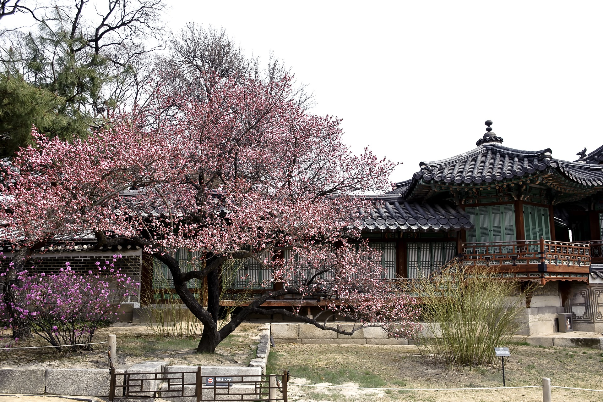 원동 매화축제