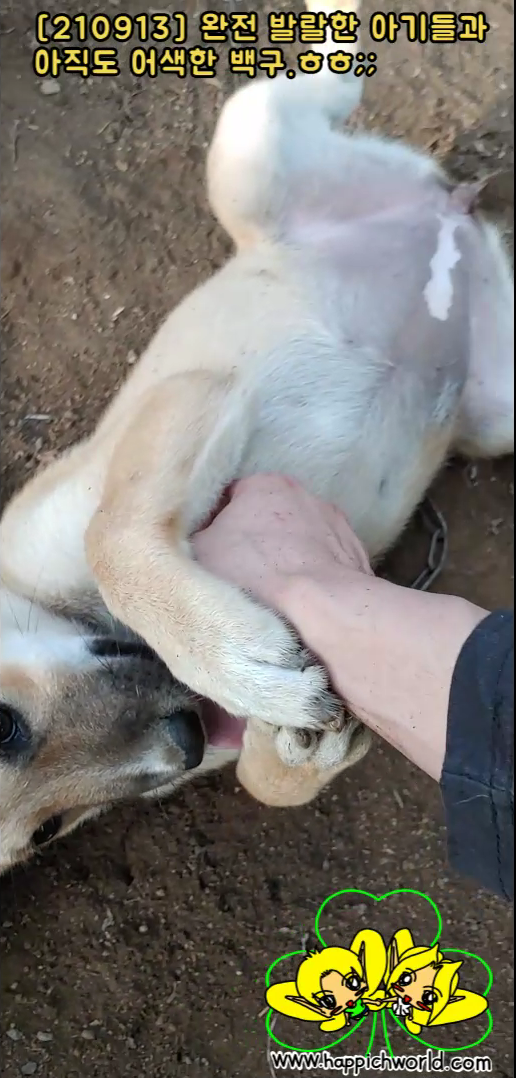  [글적글적][210913] 완전 발랄한 아기들과 아직도 어색한 백구.ㅎㅎ;;;(동영상)