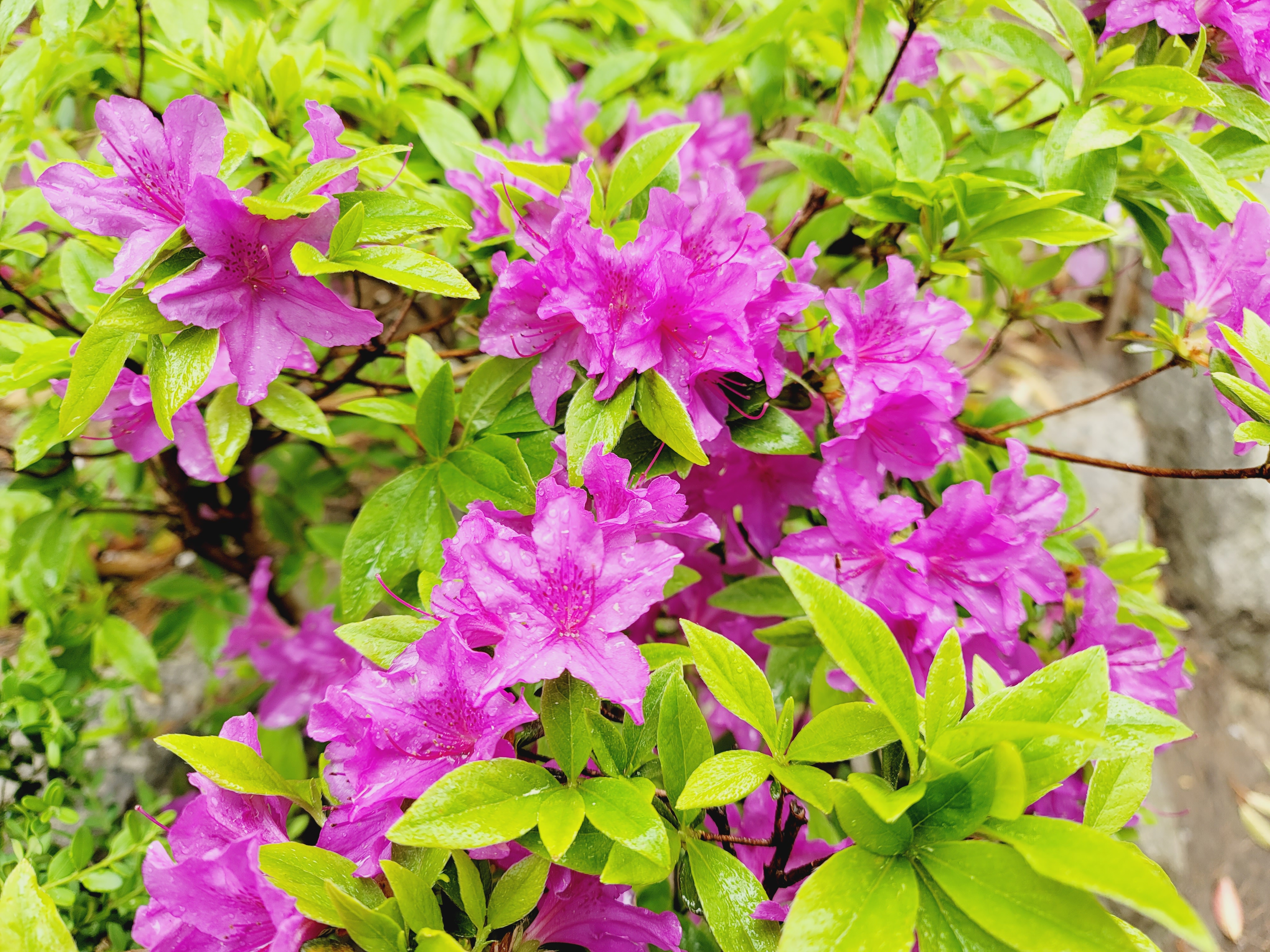 산철쭉 화단접대 48