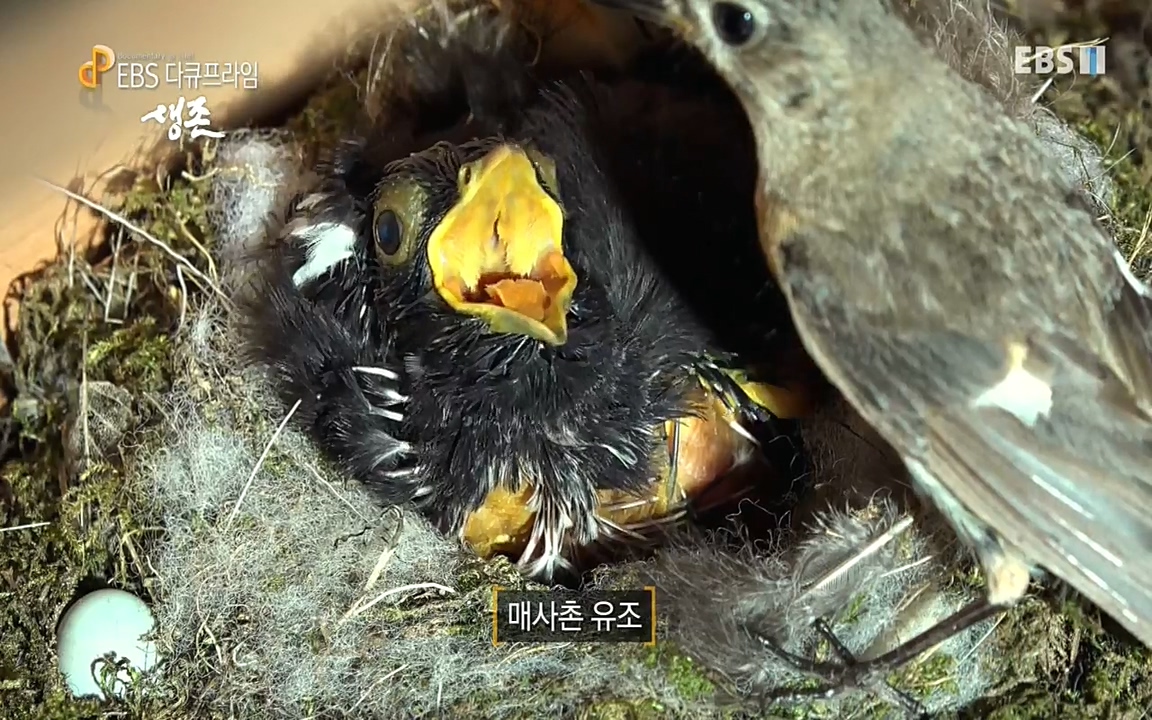 생존 3부_ EBS 다큐프라임_ 220629.avi_20220701_205038.424.jpg