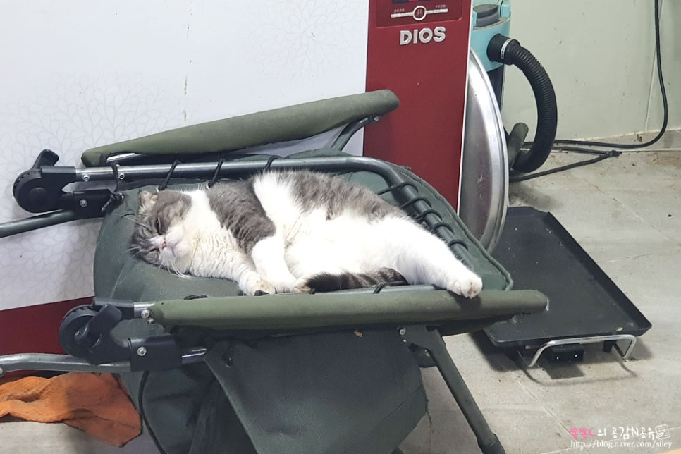 손맛느끼고 왔어요 강화도빙어축제 4