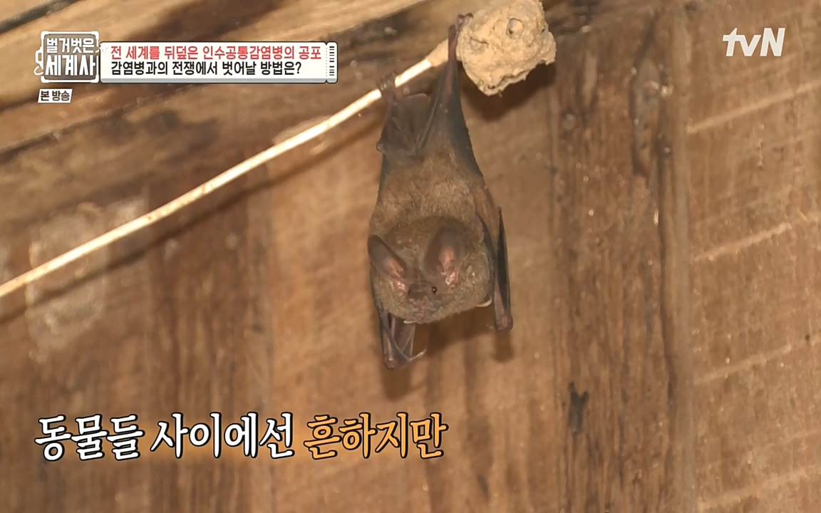 벌거벗은 세계사.E59.220810p-NEXT.mp4_20220810_212440.670.jpg