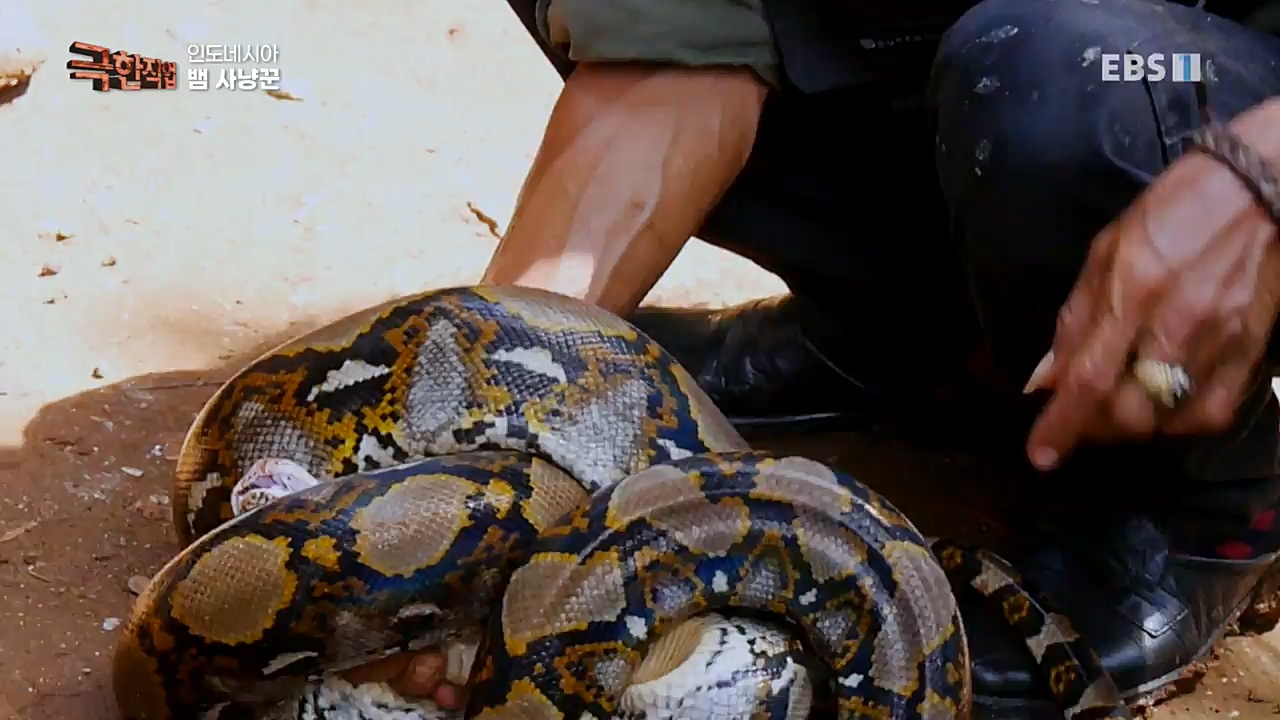 TV - 교육의 중심 EBS인도네시아 뱀사냥꾼.mp4_20221211_181453.334.jpg