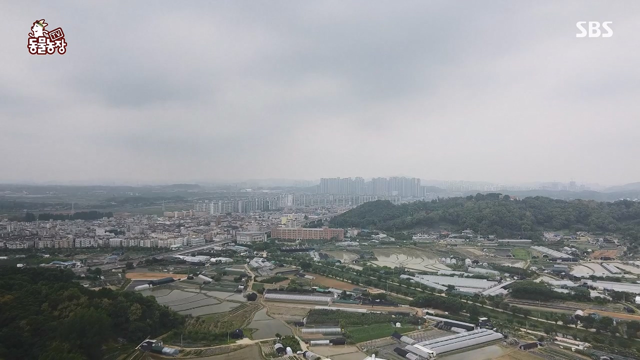 TV 동물농장.E1179.240708p-NEXT.mp4_20240707_160431.425.jpg