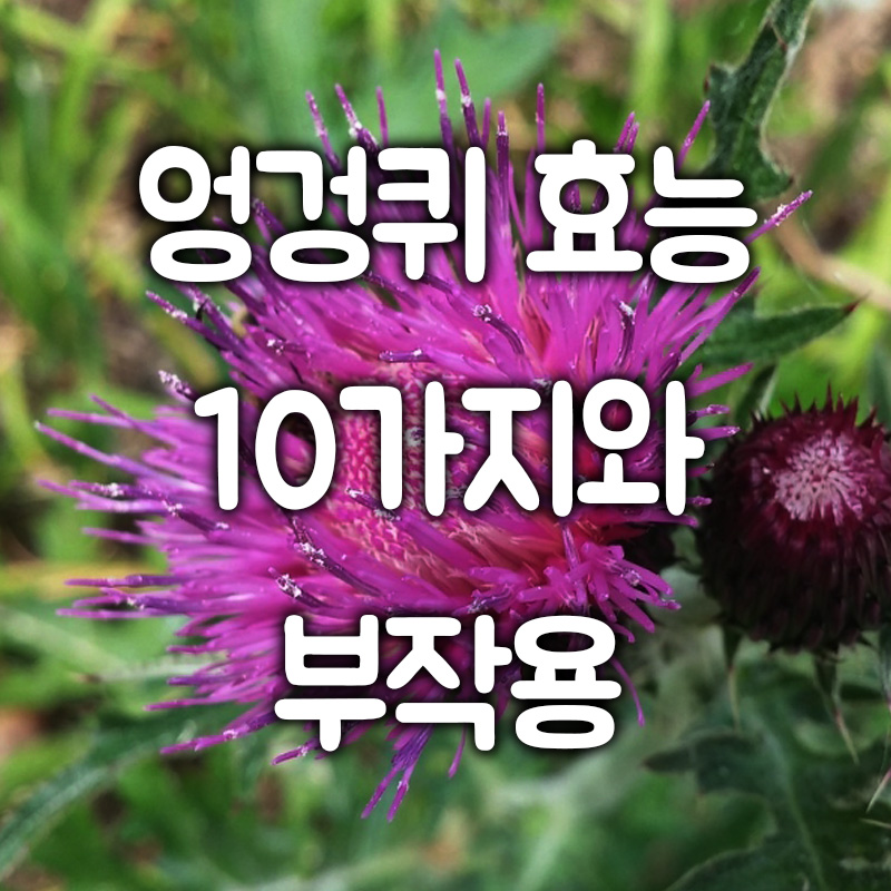 엉겅퀴 효능 10가지와 부작용