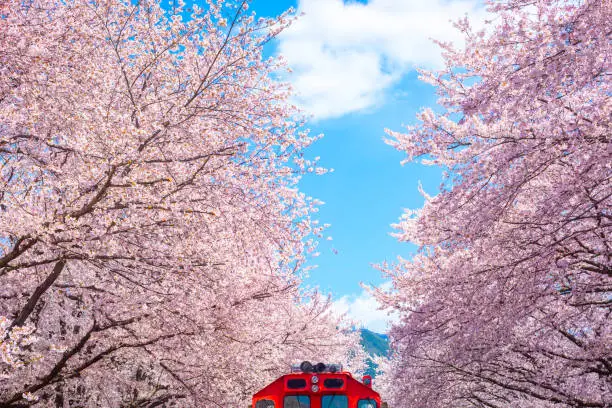 충남 벚꽃 명소 BEST 6