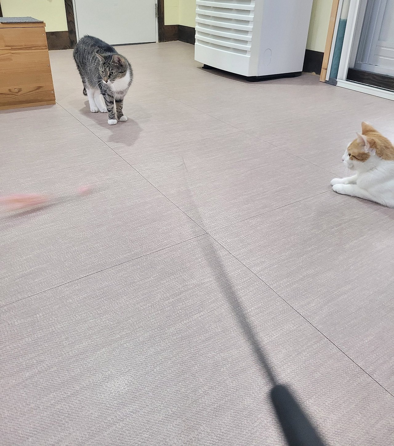미카 이미지