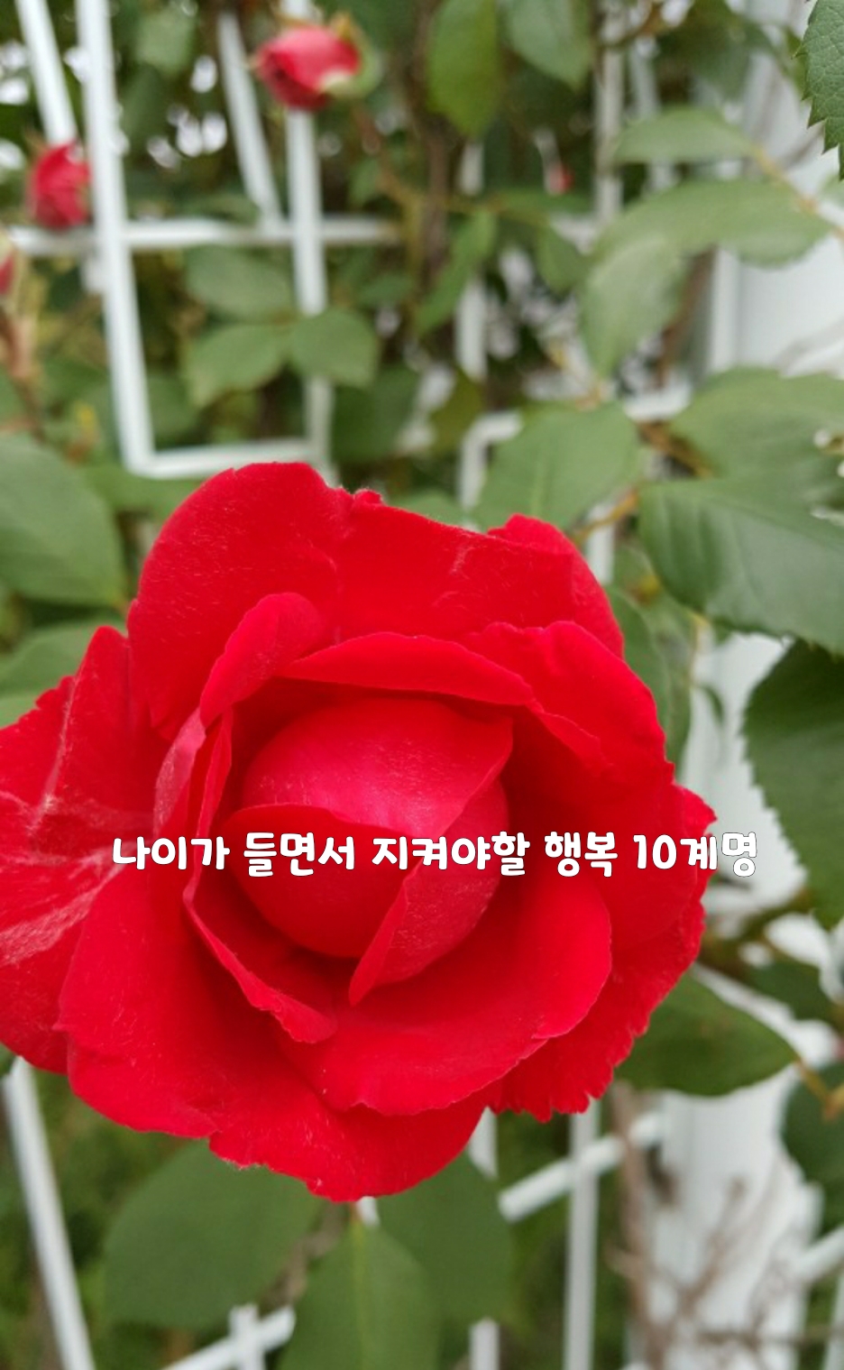  좋은글]나이가 들면서 지켜야할 행복 10계명