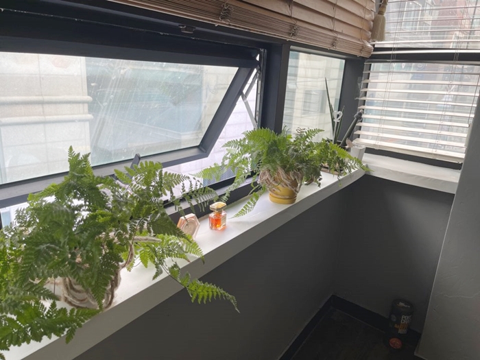 창문-식물