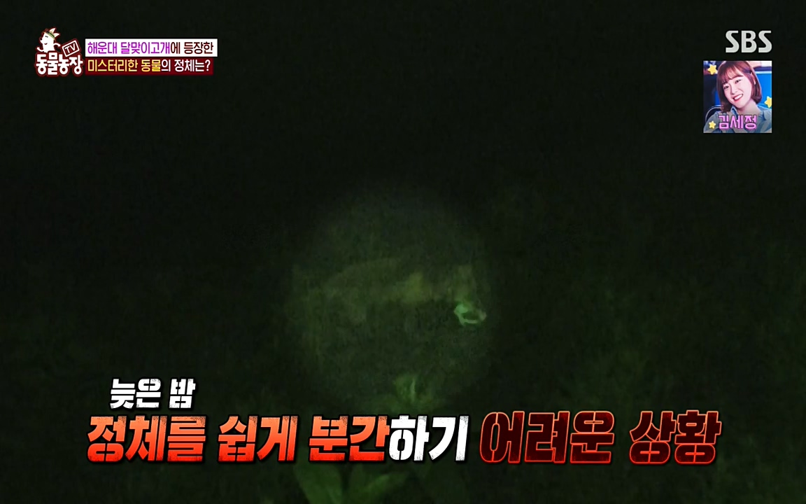 TV 동물농장.E1079.220725p-NEXT.mp4_20220724_151951.117.jpg