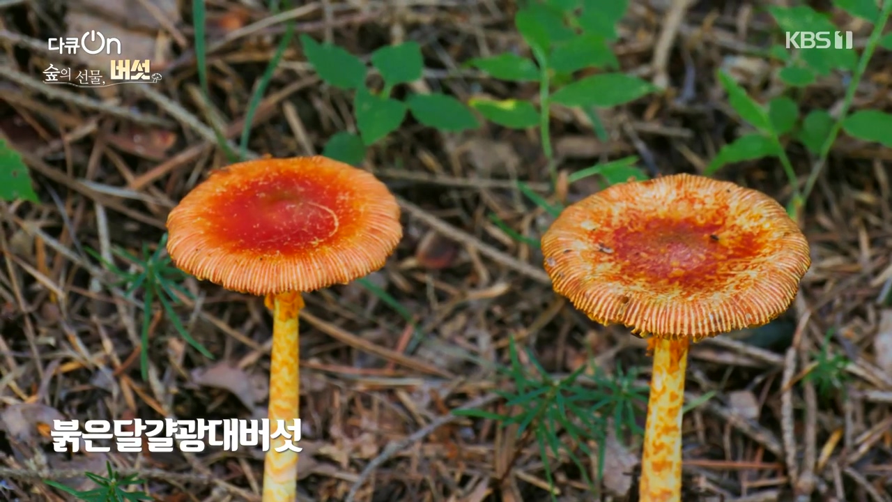 다큐 온.E227.231120p-NEXT.mp4_20231121_201855.752.jpg