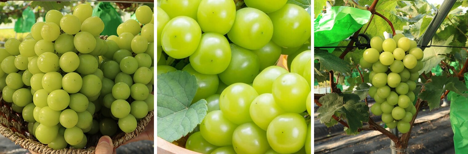 3월 제철과일 샤인머스캣