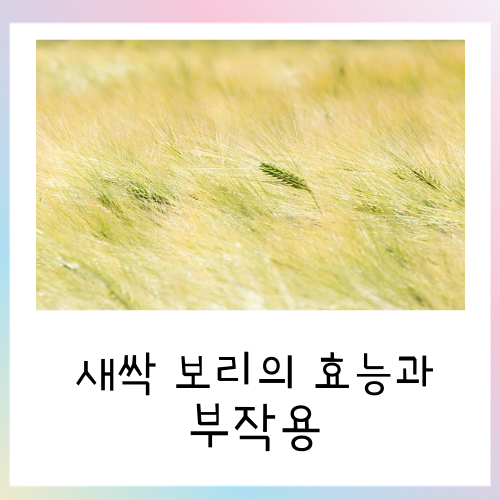  새싹보리의 효능과 부작용