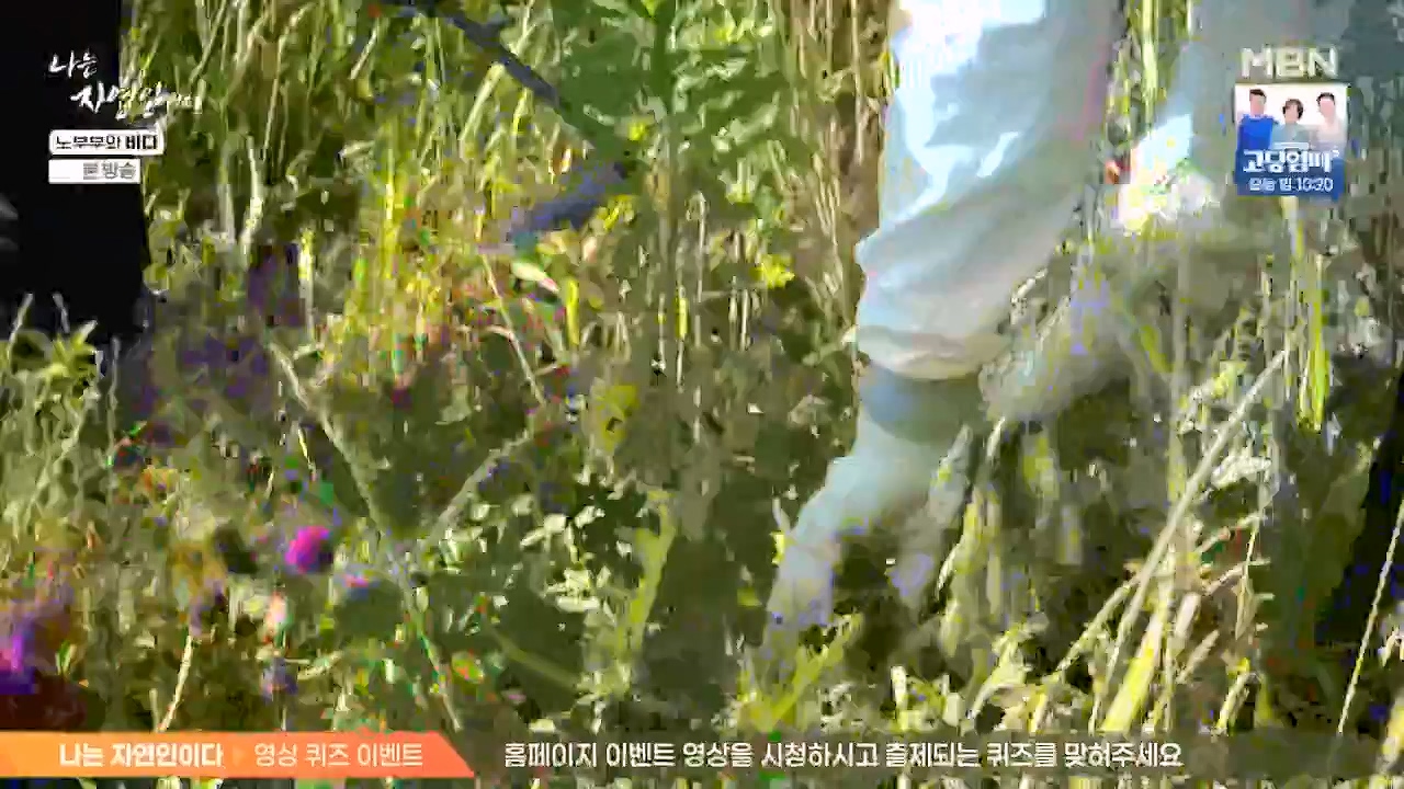 나는 자연인이다.E610.240620p-NEXT.mp4_20240620_194754.240.jpg