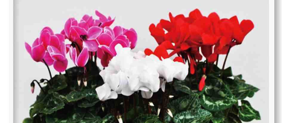 시클라멘 꽃 사진