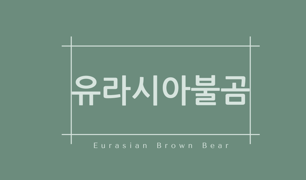 유라시아불곰(Eurasian Brown Bear)