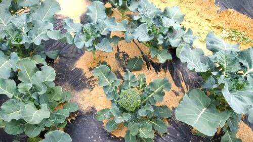 브로콜리-녹색꽃양배추-재배관리-파종시기-정식시기-수확시기