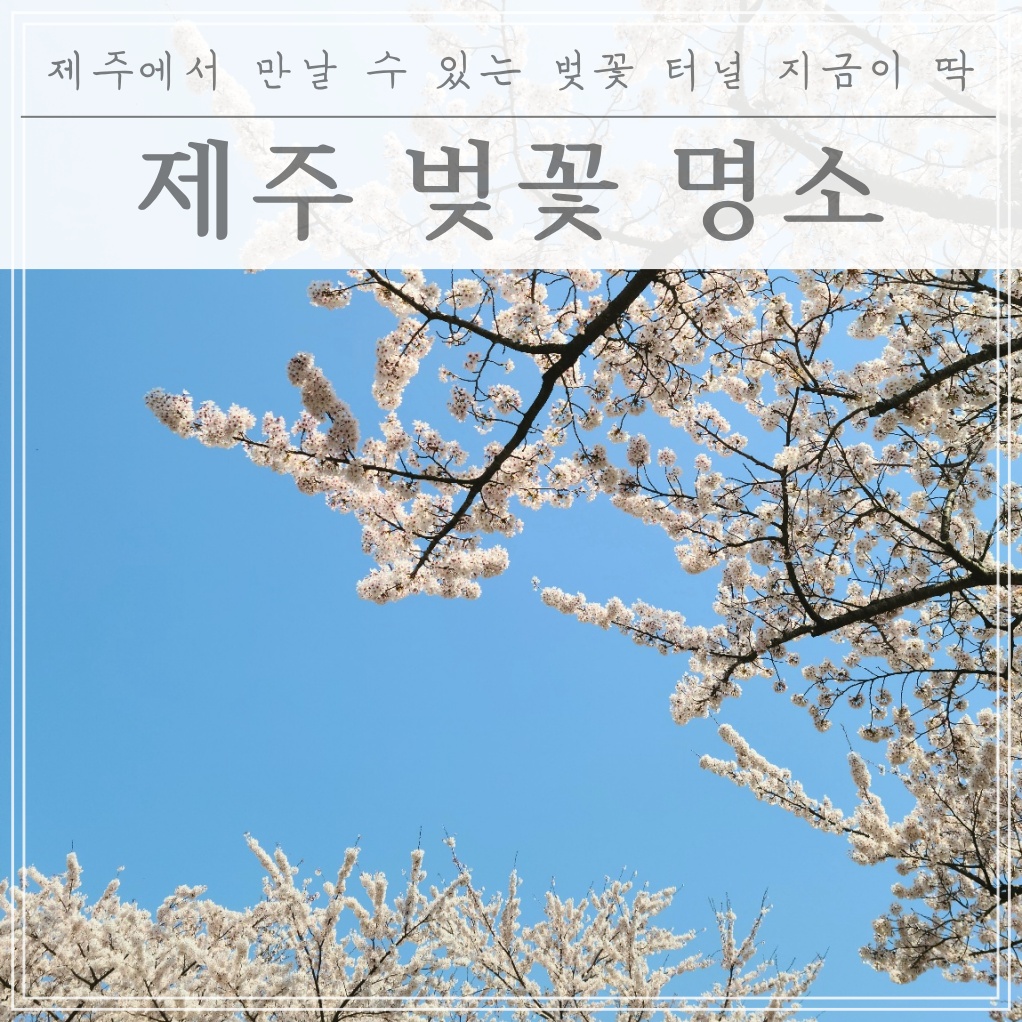  제주도 벚꽃여행 추천 (잘 알려지지 않은 히든 포인트 공개)