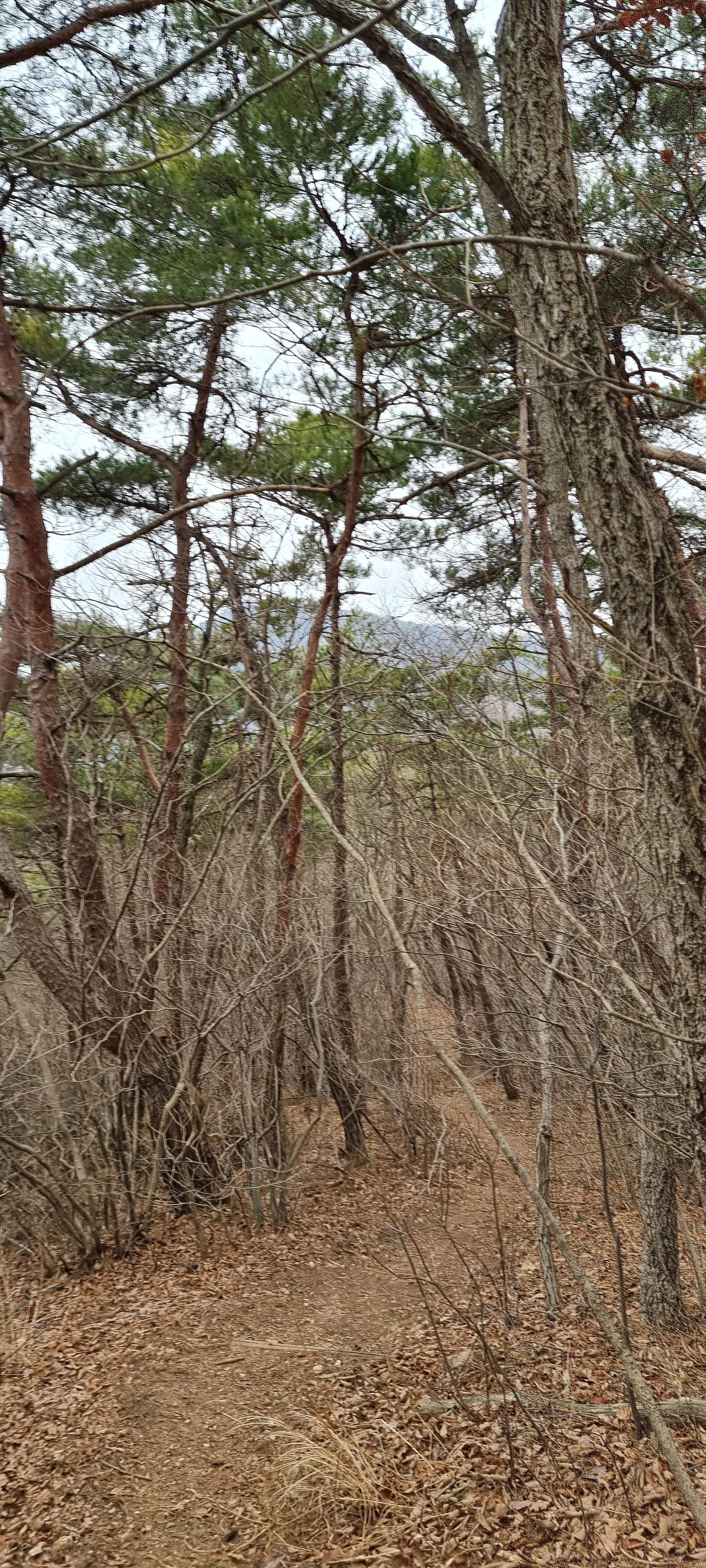 변산바람꽃 31