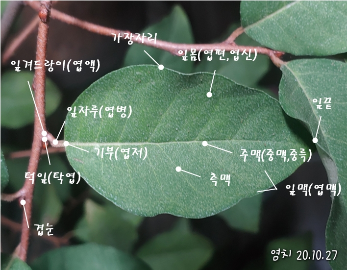  나뭇잎 구조