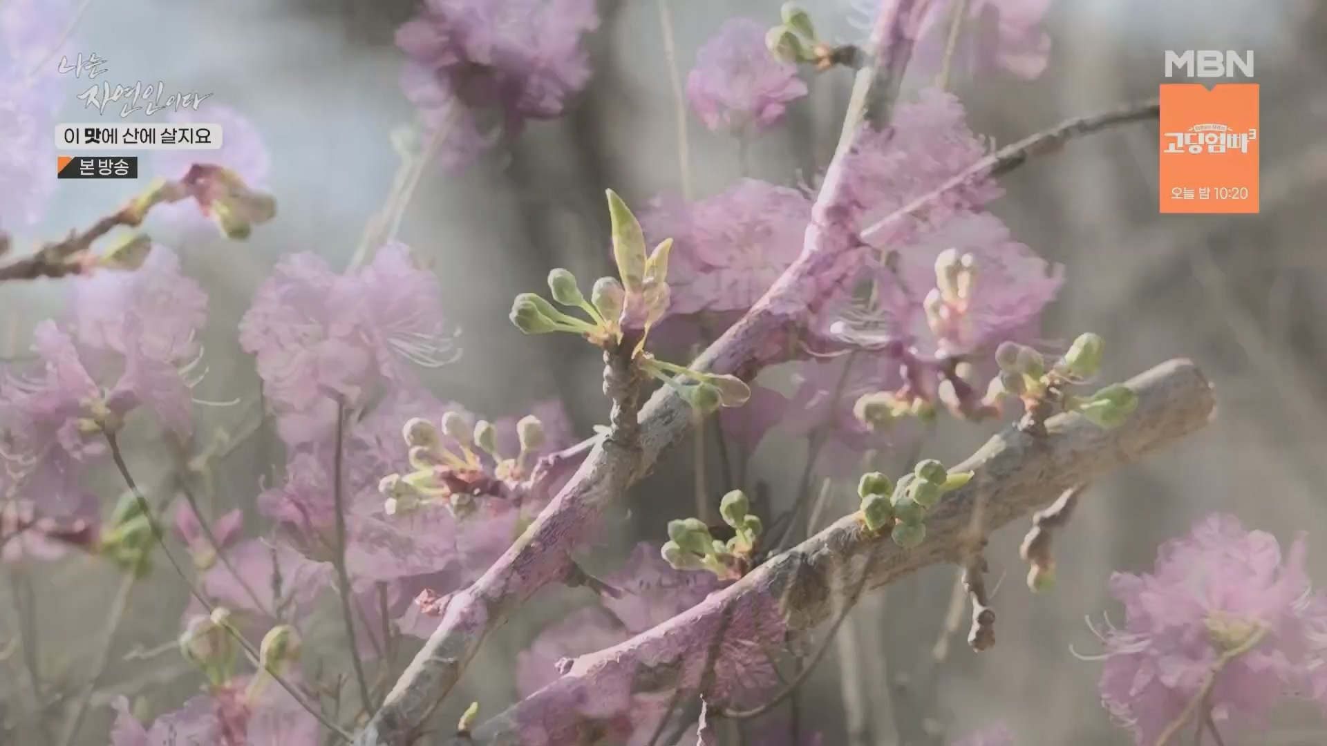 나는 자연인이다.E550.230419p.H264-F1RST.mp4_20230420_195630.534.jpg