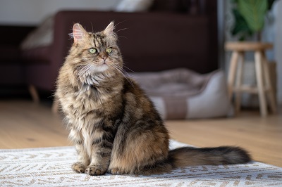  메인쿤 (Maine Coon)