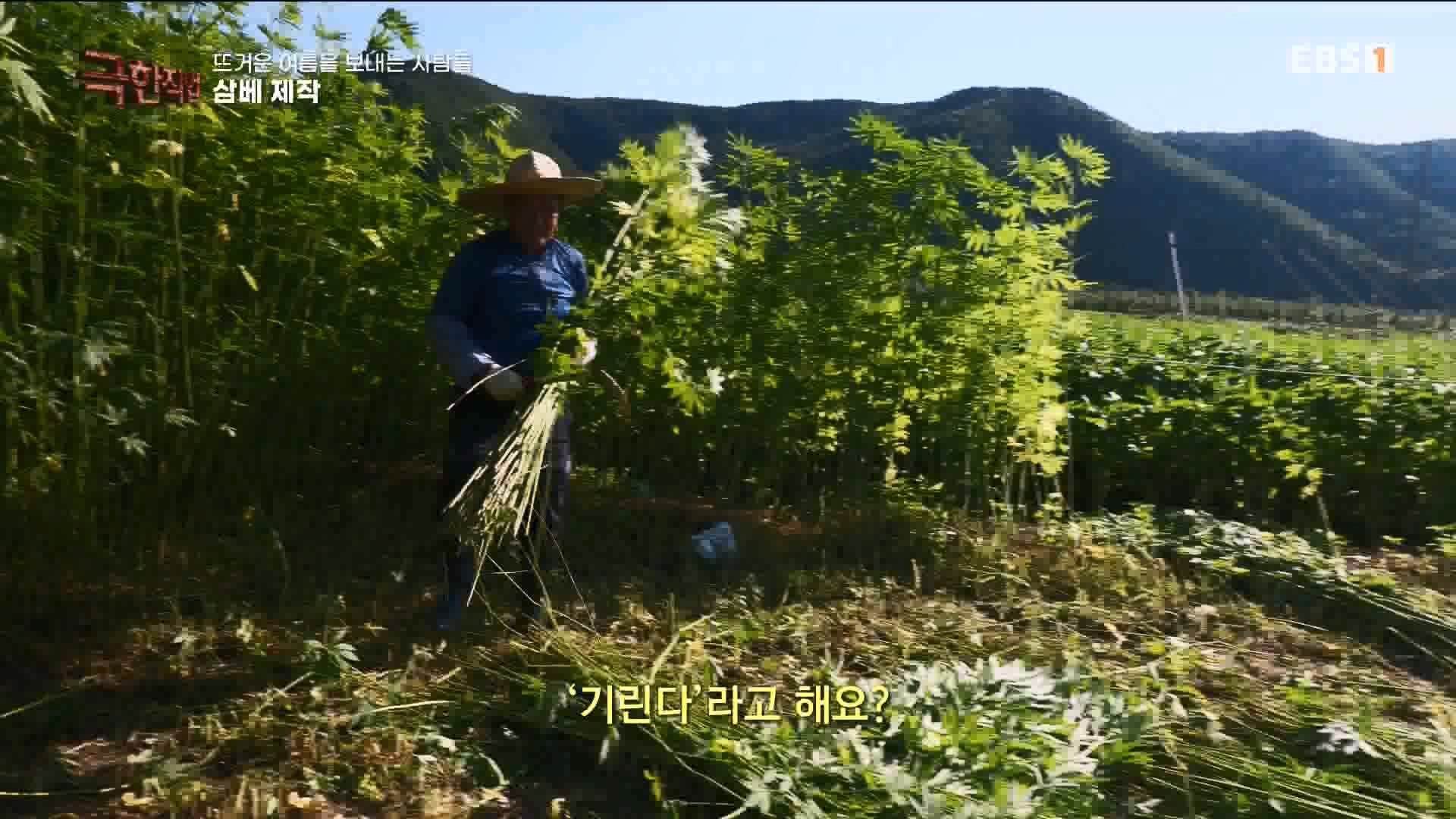 [극한 직업] 삼베 제작과 농어잡이 230812p.mp4_20230814_204001.279.jpg