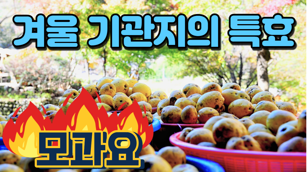  모과의 효능