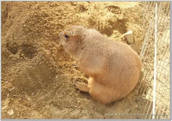 프레디독 가격 키우기 분양 수명 먹이 성격 종류_18